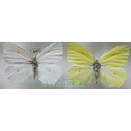 Gonepteryx rhamni (Linnaeus, 1758) pair Poland64f